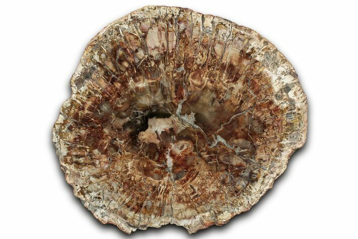 Colorful Petrified Wood (Araucaria) Round - Madagascar #325149